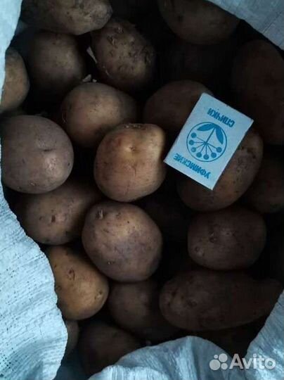 Продам картофель