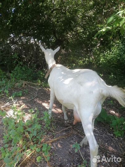 Дойные козы молочных линий зааненской породы