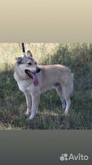 Собака из приюта