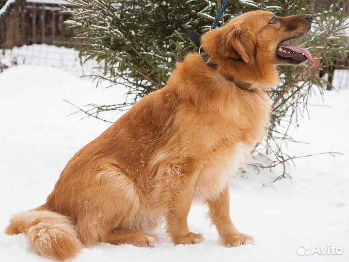 Ищет дом очаровательный Лёва