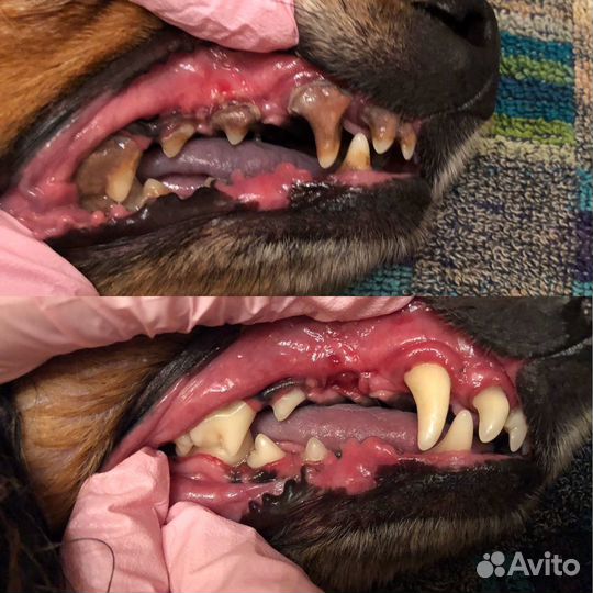 Груминг и УЗ чистка зубов (стрижка животных)