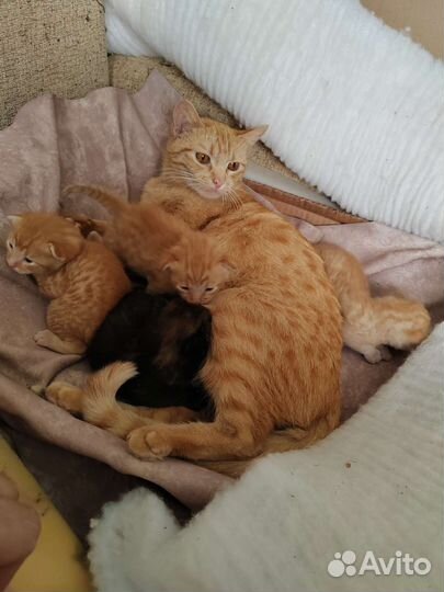 Кошки в добрые руки