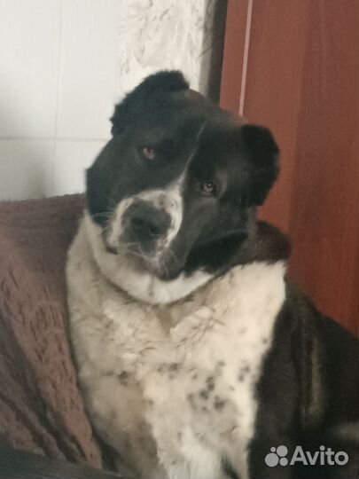 Среднеазиатская овчарка алабай вязка