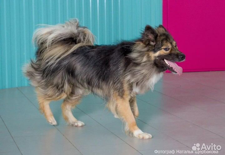 Кобель Грузин