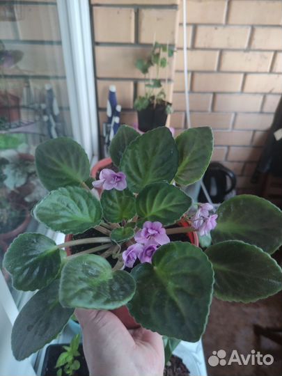 Фиалка в горшках