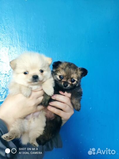 Померанский шпиц медвежьего типа