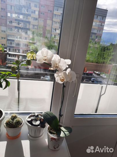 Орхидея фаленопсис