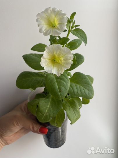 Изи Вейв Еллоу