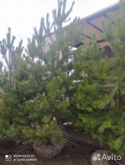 Сосна 3метра
