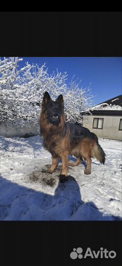 Вязка длинношёрстной немецкой овчарки