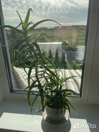 Алоэ в горшке