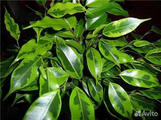 Фикус2