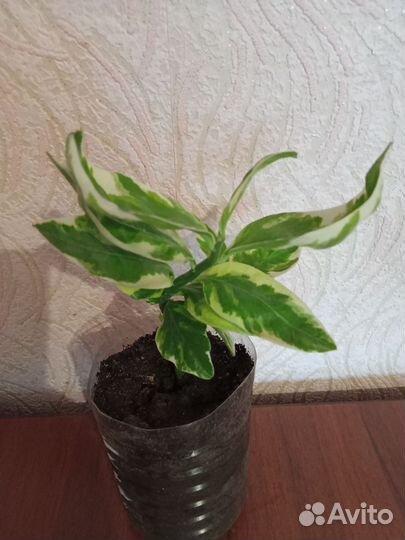 Педилантус