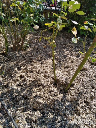 Грибные блоки