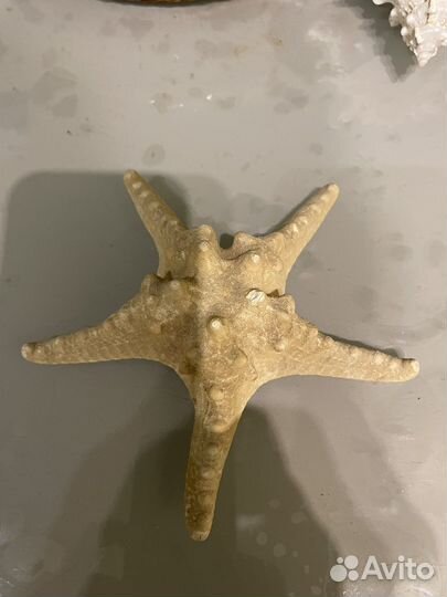 Чучело моского моского ежа, ракушки