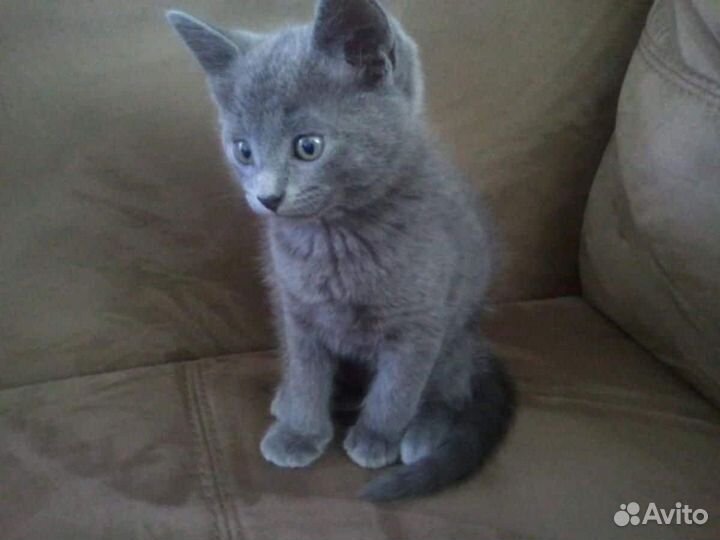 Отдам котят