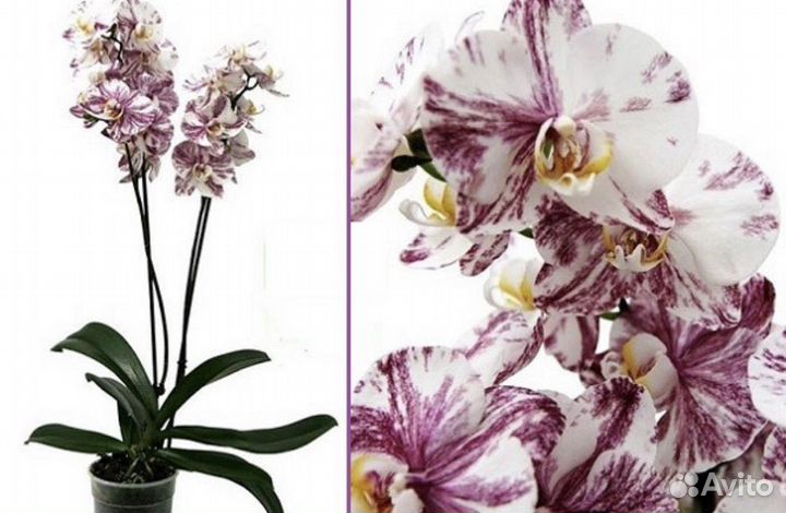 Орхидея Фаленопсис