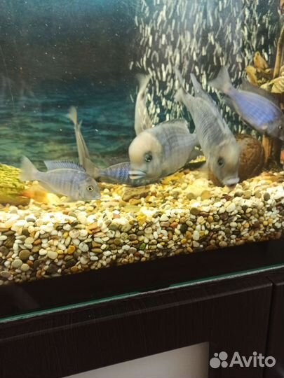 Аквариумные рыбки цихлиды