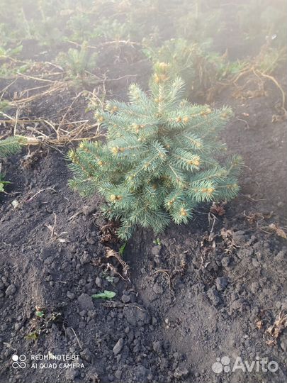 Саженцы ель голубая