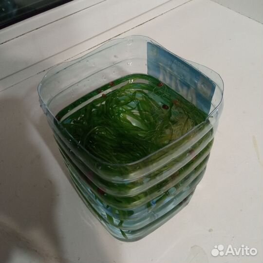 Аквариумные растения