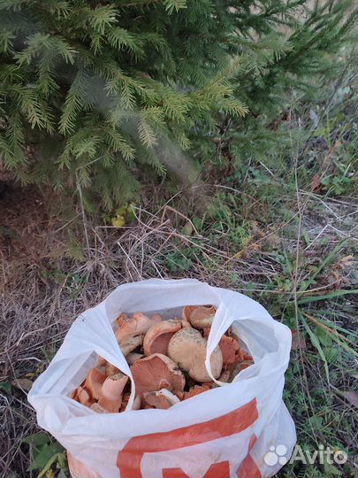 Грибы рыжики свежие