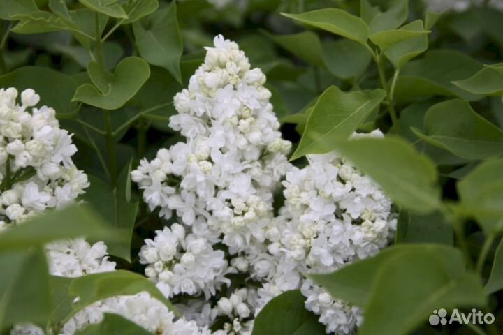 Сирень Алиса Хардинг