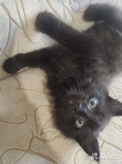 Кошка в дар