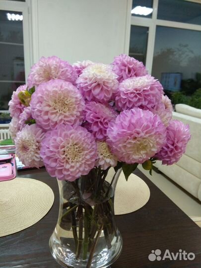 Георгины клубни