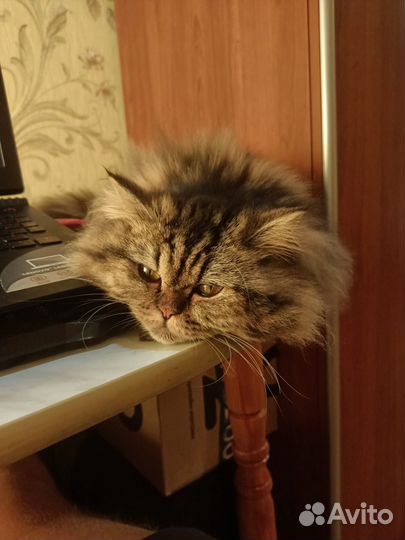 Кошка в дар бесплатно