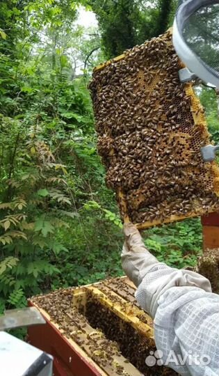 Пчелы и улья