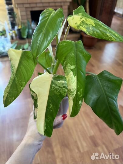 Филодендрон доместикум и другие