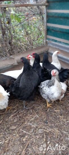 Куры молодки