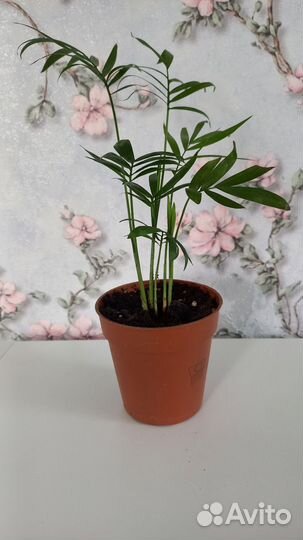 Пальма Хамедорея