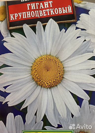 Ромашка (нивяник)