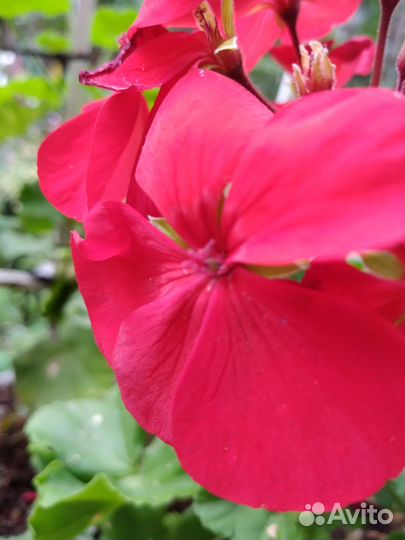 Пеларгония герань