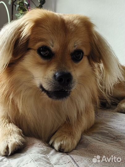 Случка собак