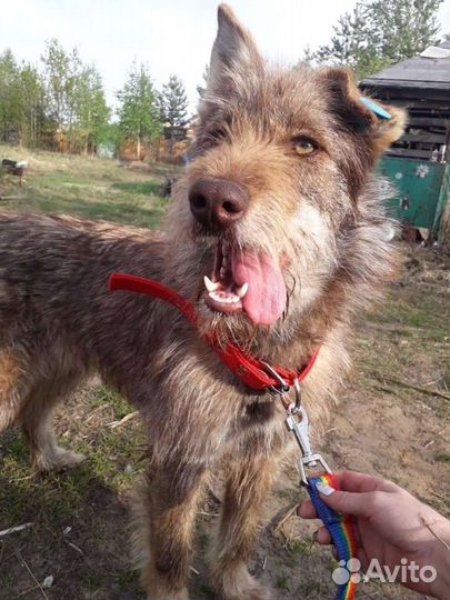 Собака Джема