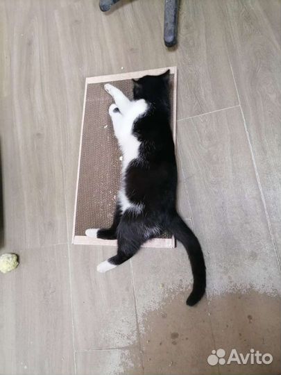 Кошка ищет дом