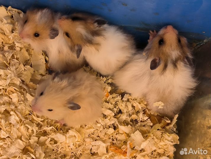 Сирийский хомяк