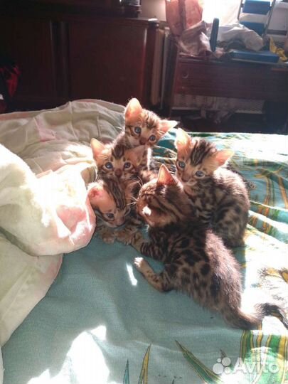 Бенгальские котята