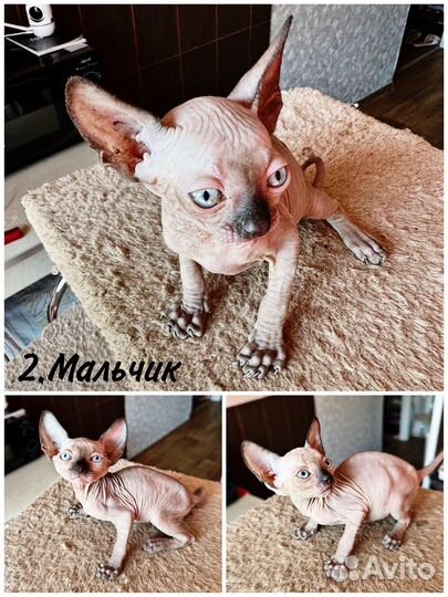 Канадский сфинкс котенок
