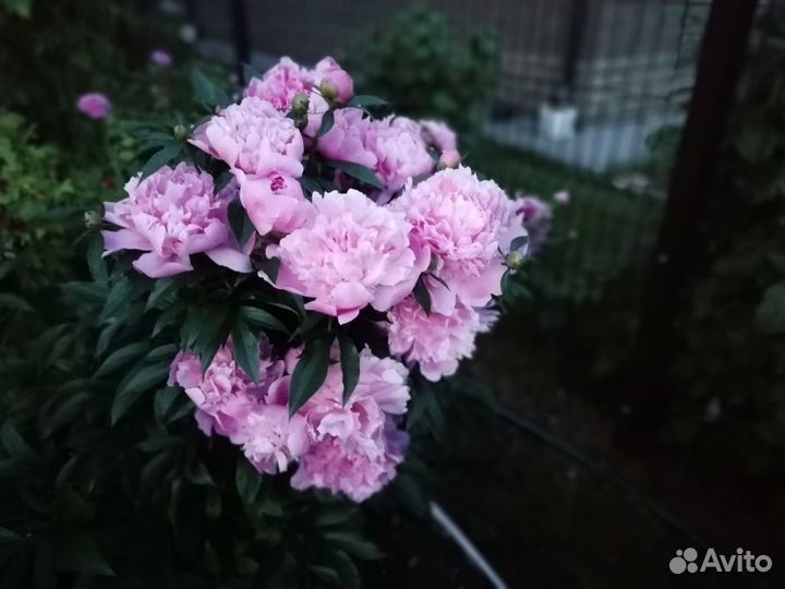 Цветы садовые, саженцы