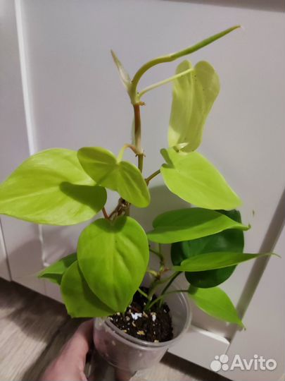 Растения много