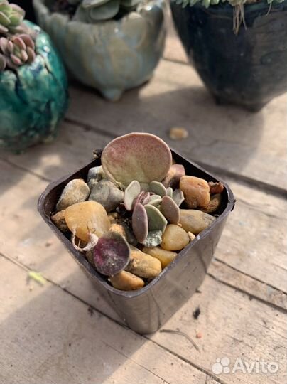 Адромискус