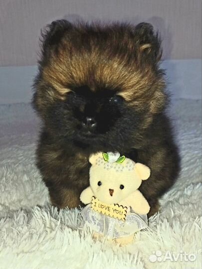 Щенок шпица