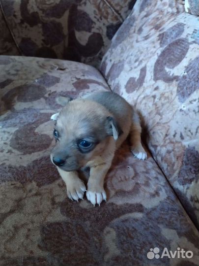 Той-терьер щенок девочка