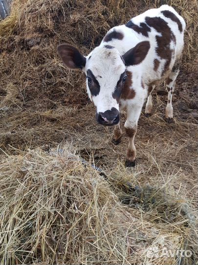 Телочка от джерси