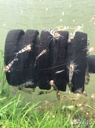 Креветки, раки,улитки, растения,мхи