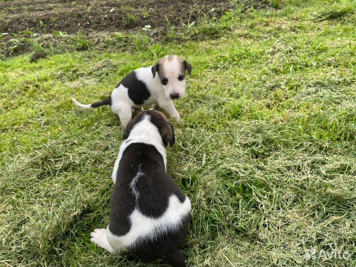Щенки русской пегой гончей