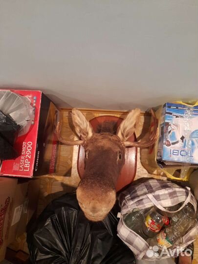 Чучело кабана, лося